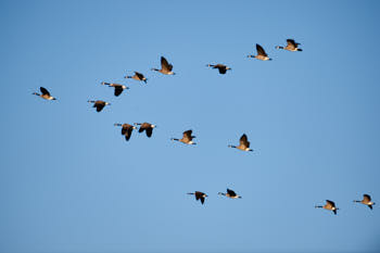 Wildlife Yellowstone<br>NIKON D4, 500 mm, 100 ISO,  1/500 sec,  f : 5 